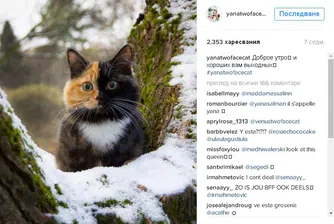 Най-уникалната котка в света е хит в Instagram