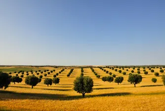 Къде цената на земеделската земя ще расте през 2013 г.