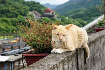 В Тайван има цял котешки град