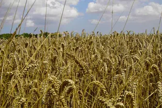 Пшеницата продължава да плаши с цената си