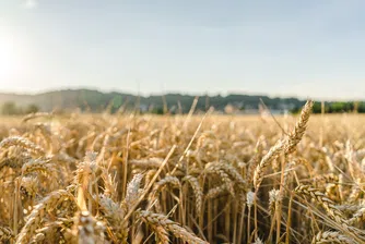 Цената на пшеницата скочи, след като Индия наложи забрана за износ