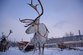 Туристи отменят почивките си в Лапландия