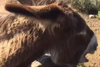 Мъж се събра с магарето си след двумесечна раздяла (видео)