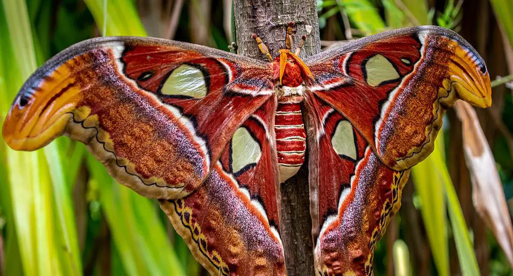 Attacus Atlas - най-голямата пеперуда в света (снимки)