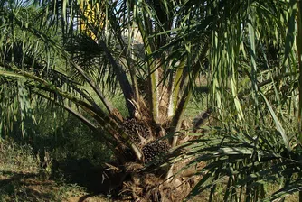 Знаете ли колко кг палмово масло консумира човек на година?