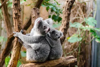 Внимание! Коала в самолета