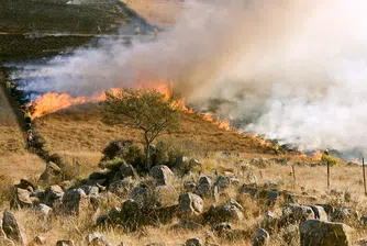 Северните предградия на Атина бяха евакуирани заради пожарите