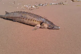 Акулата и есетрата на път да изчезнат от водите на Черно море