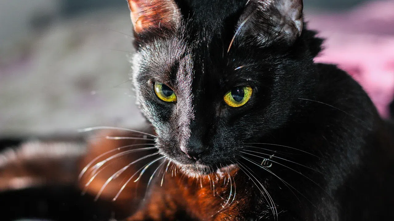 Американският поет писател и литературен критик става един от родоначалниците