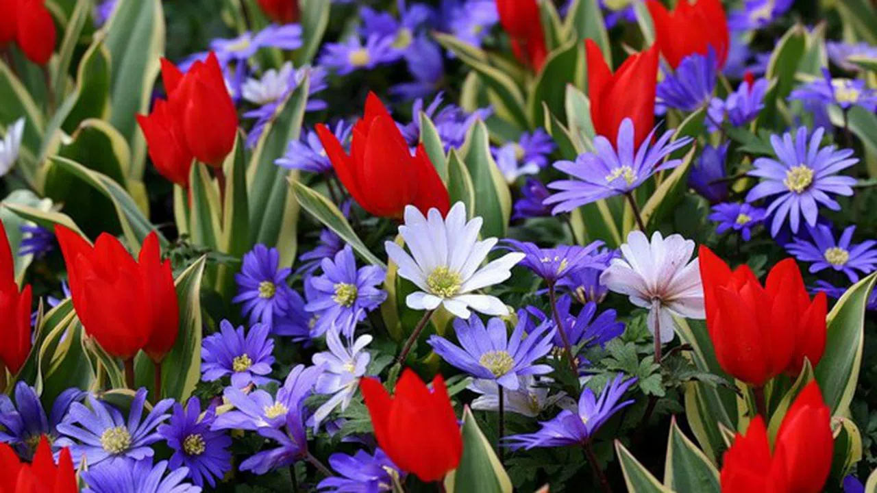 Лазаровден е първият от трите големи празника свързани с чудото