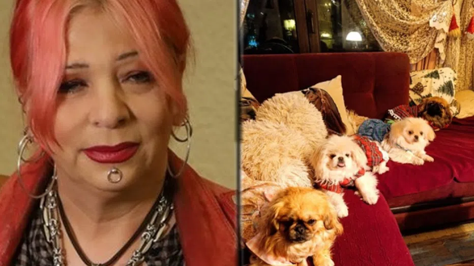 Милена има цял отбор кучета.