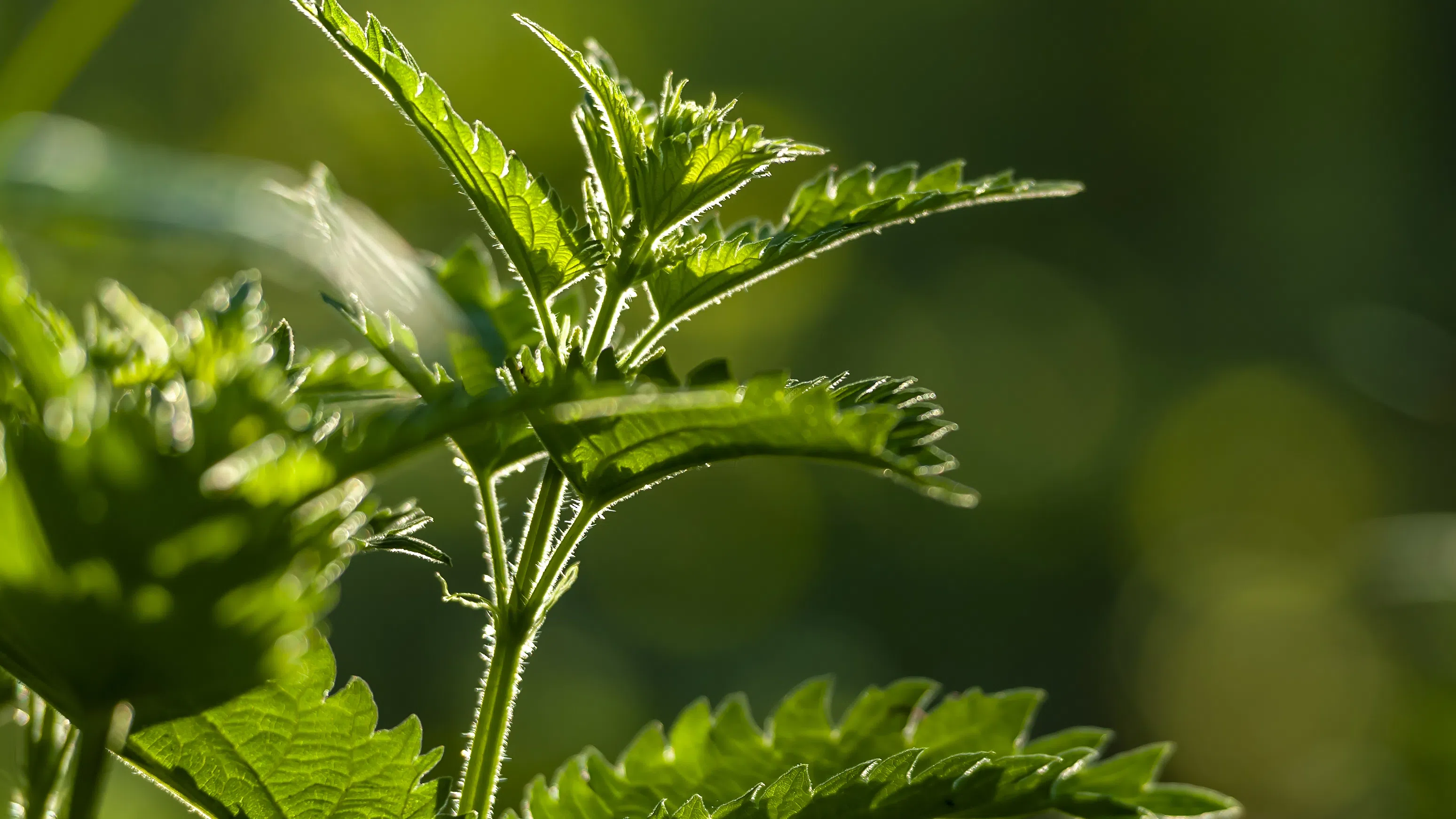 Свойствата на копривата са познати от древни времена Използвана е