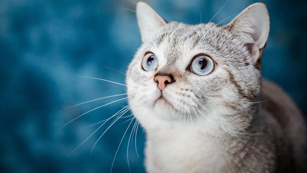 Перничанка Габриела Сашова сама си пишела сценариите на гнусните сцени