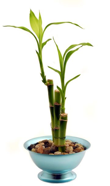 Dracena Sander